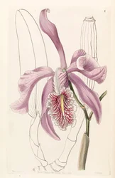 Cattleya maxima
